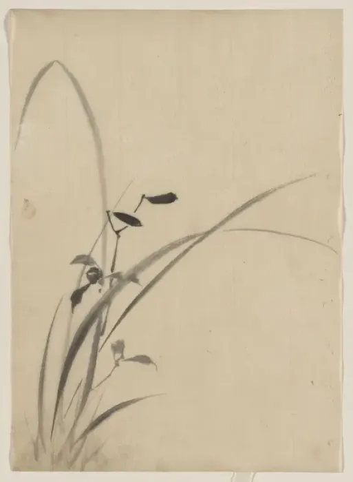 Framed Print : Grasses. Date between 1830 and 1850 Framed Print : Grasses. Date between 1830 and 1850