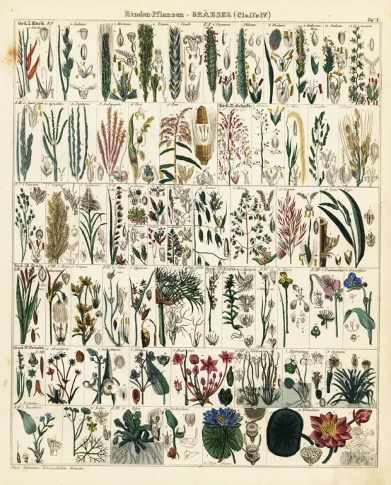 Framed Print : Grasses and grains Framed Print : Grasses and grains