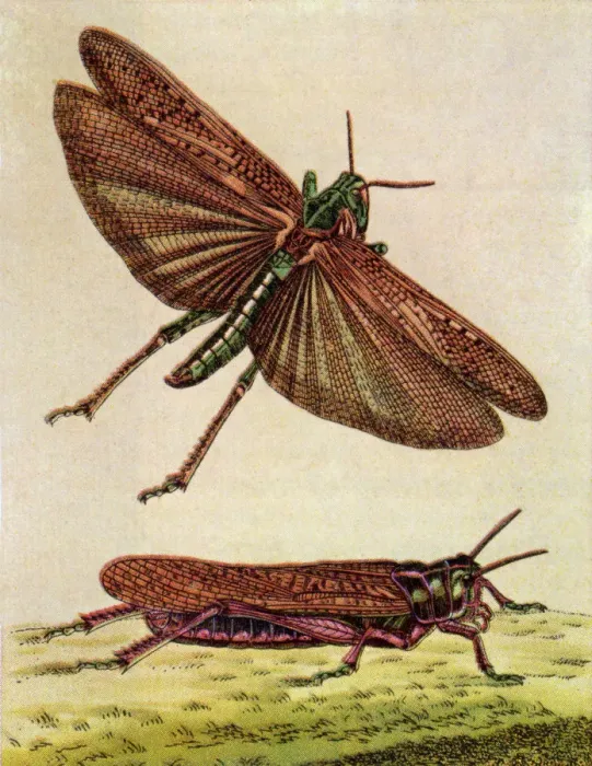 Framed Print : Two Grasshoppers Framed Print : Two Grasshoppers