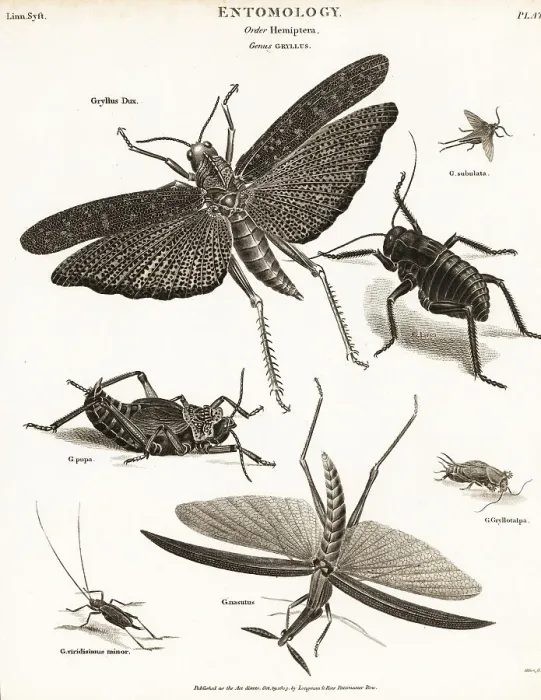 Framed Print : Grasshoppers, crickets, etc Framed Print : Grasshoppers, crickets, etc