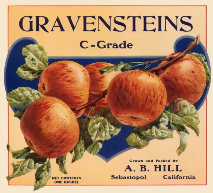 Framed Print : Gravenstein Label Framed Print : Gravenstein Label
