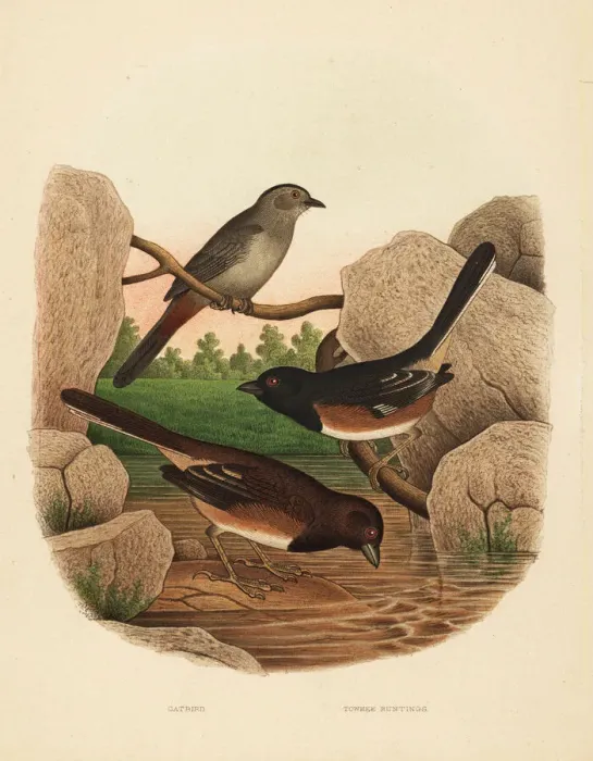 Framed Print : Gray catbird and eastern towhee