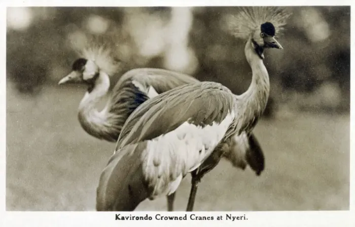 Framed Print : Gray Crowned Cranes at Nyeri, Kenya Framed Print : Gray Crowned Cranes at Nyeri, Kenya