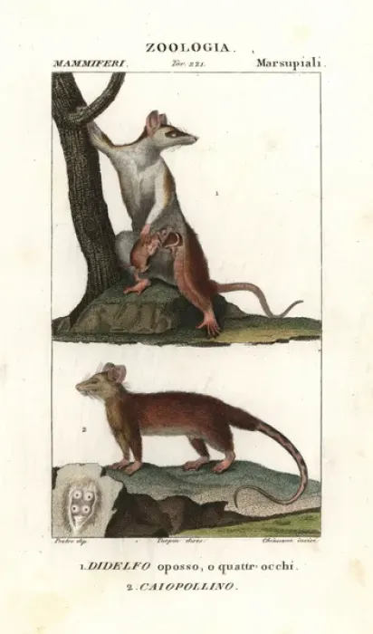 Framed Print : Gray four-eyed opossum, Didelphis opossum Framed Print : Gray four-eyed opossum, Didelphis opossum