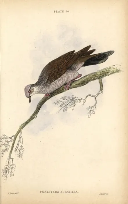 Framed Print : Gray-fronted dove, Leptotila rufaxilla, native Framed Print : Gray-fronted dove, Leptotila rufaxilla, native