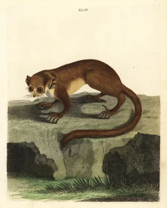 Framed Print : Gray mouse lemur, Microcebus murinus Framed Print : Gray mouse lemur, Microcebus murinus