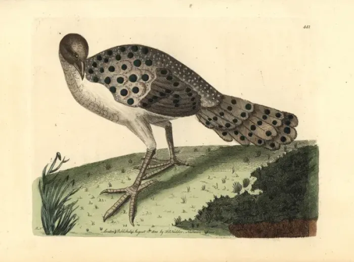 Framed Print : Gray peacock-pheasant, Polyplectron bicalcaratum Framed Print : Gray peacock-pheasant, Polyplectron bicalcaratum