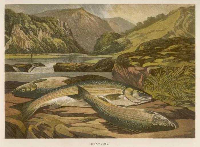 Framed Print : A GRAYLING / 1864 Framed Print : A GRAYLING / 1864