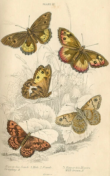Grayling Butterflies