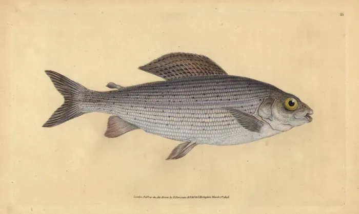 Framed Print : Grayling, Thymallus thymallus Framed Print : Grayling, Thymallus thymallus