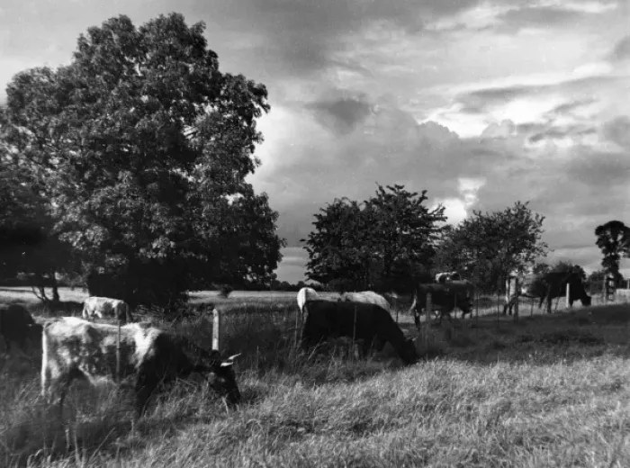 Framed Print : Grazing Cows Framed Print : Grazing Cows