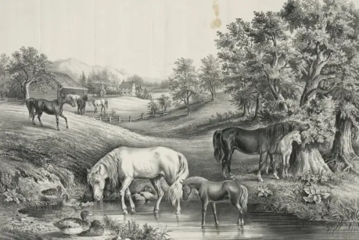 Framed Print : The grazing farm Framed Print : The grazing farm