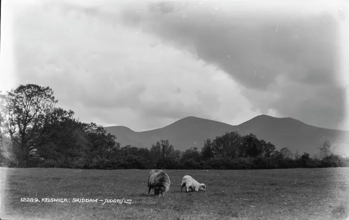 Framed Print : Grazing Sheep in Skiddaw Framed Print : Grazing Sheep in Skiddaw
