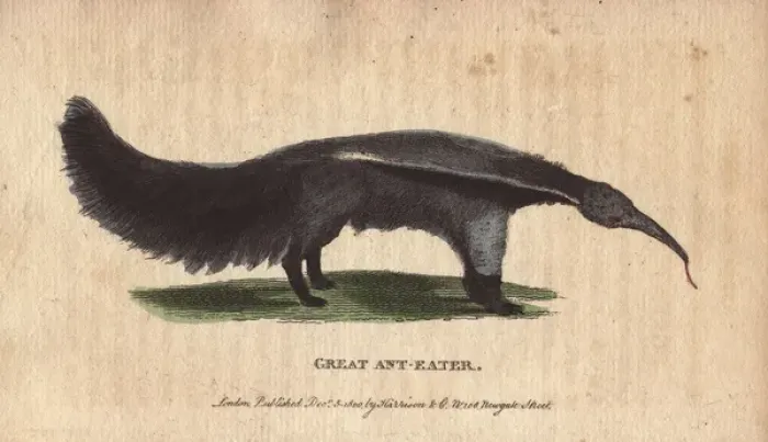 Framed Print : Great ant eater or ant bear, Myrmecophaga tridactyla Framed Print : Great ant eater or ant bear, Myrmecophaga tridactyla