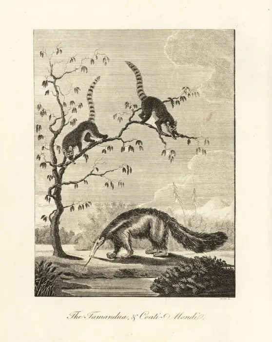 Framed Print : Great anteater and South American coati Framed Print : Great anteater and South American coati