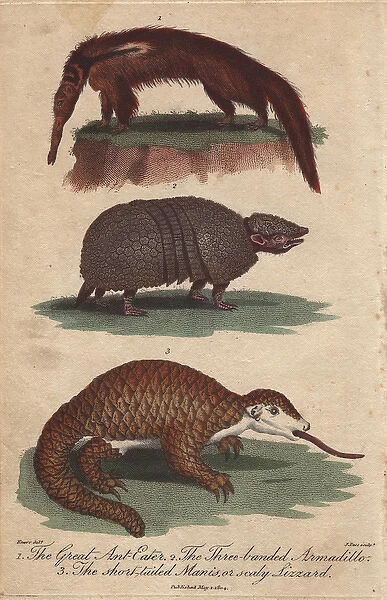 Great anteater, three-banded armadillo