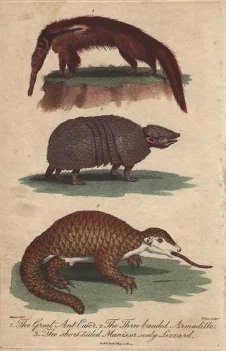 Framed Print : Great anteater, three-banded armadillo Framed Print : Great anteater, three-banded armadillo