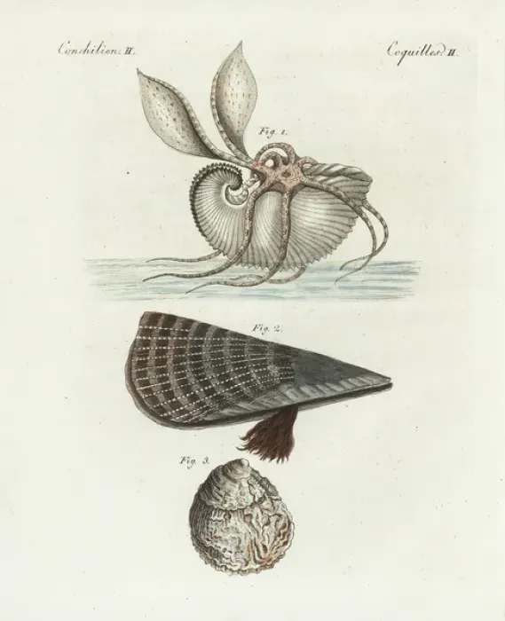 Framed Print : Great argonaut, rough penshell and European flat oyster Framed Print : Great argonaut, rough penshell and European flat oyster