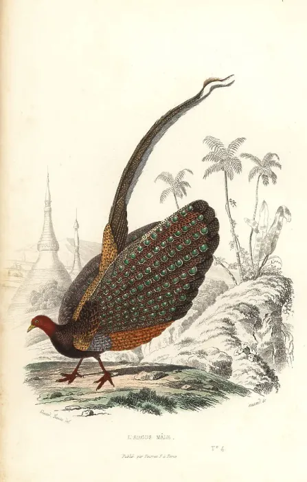 Framed Print : Great argus, Argusianus argus, vulnerable Framed Print : Great argus, Argusianus argus, vulnerable