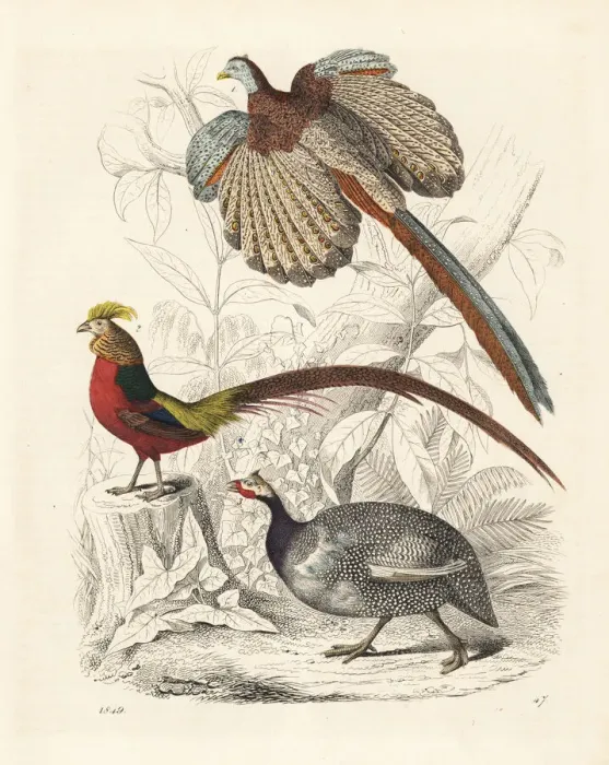 Framed Print : Great argus, golden pheasant and helmeted guineafowl Framed Print : Great argus, golden pheasant and helmeted guineafowl