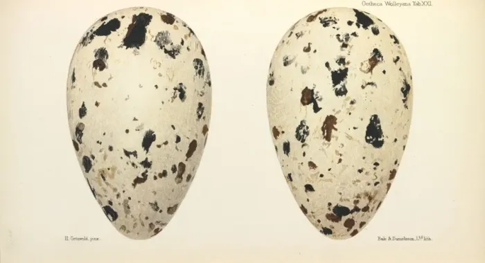 Framed Print : Great Auk Eggs Framed Print : Great Auk Eggs