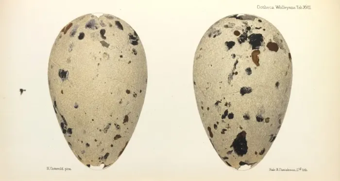 Framed Print : Great Auk Eggs Framed Print : Great Auk Eggs