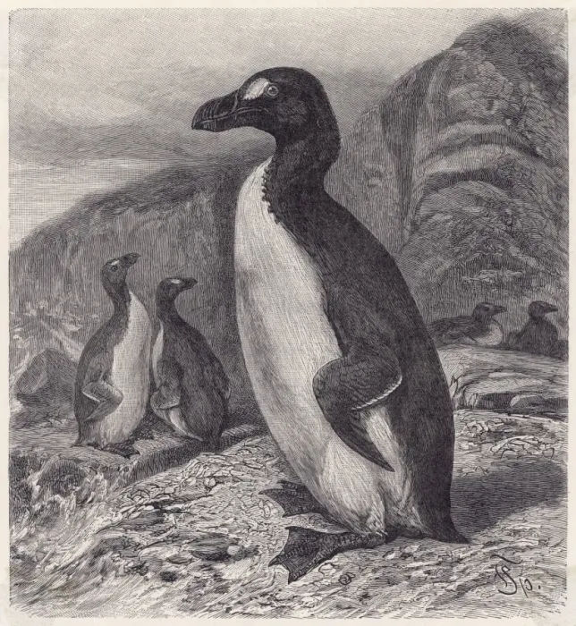Framed Print : Great Auk Extinct