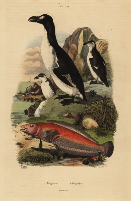 Framed Print : Great auk, extinct, and Brazilian sandperch