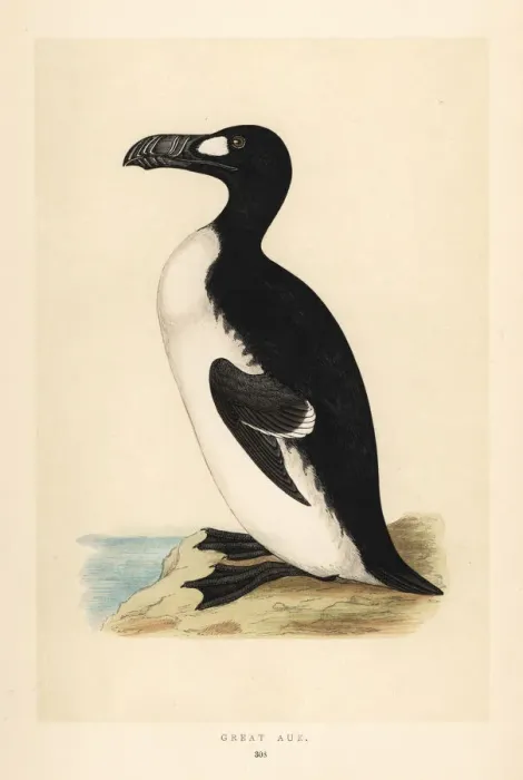 Framed Print : Great auk, Pinguinus impennis. Extinct Framed Print : Great auk, Pinguinus impennis. Extinct