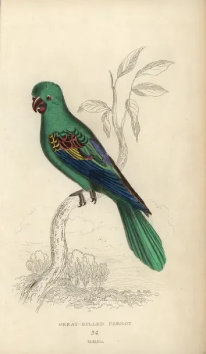Framed Print : Great-billed parrot, Tanygnathus megalorynchos Framed Print : Great-billed parrot, Tanygnathus megalorynchos