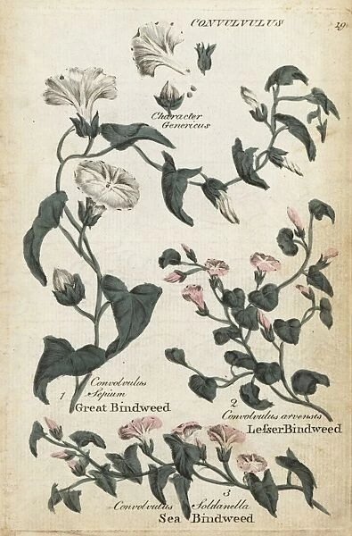 Great bindweed, sea bindweed and lesser bindweed