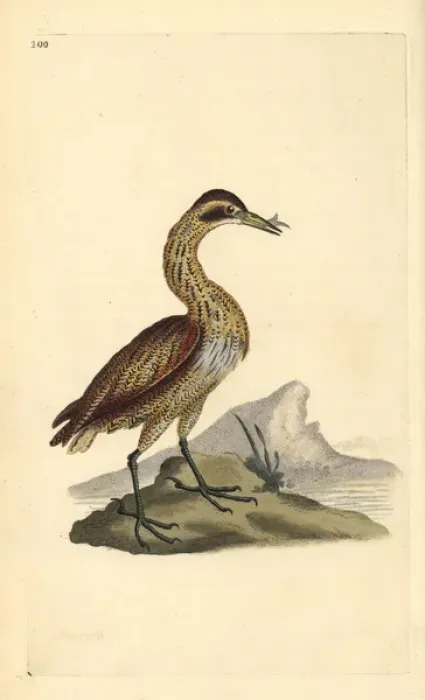 Framed Print : Great bittern, Botaurus stellaris Framed Print : Great bittern, Botaurus stellaris