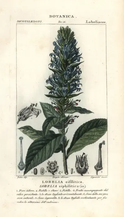 Framed Print : Great blue lobelia, Lobelia siphilitica Framed Print : Great blue lobelia, Lobelia siphilitica