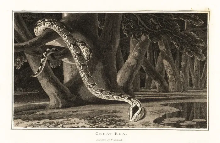 Framed Print : Great boa snake, Boa constrictor, in the jungle Framed Print : Great boa snake, Boa constrictor, in the jungle