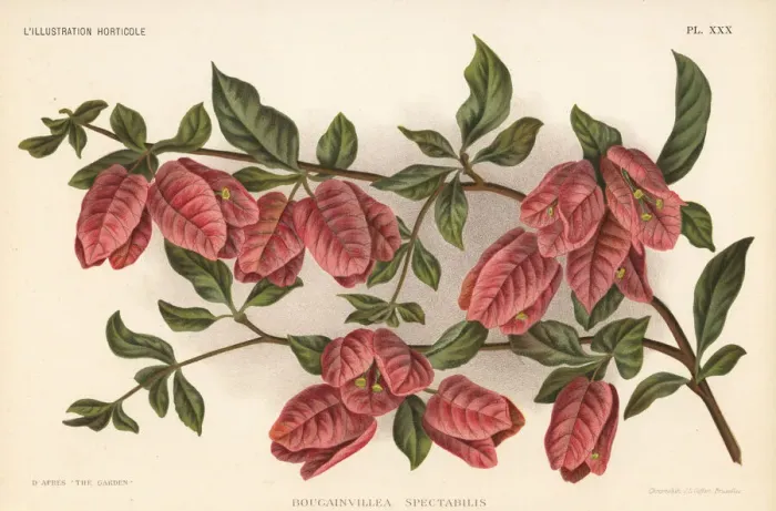 Framed Print : Great bougainvillea, Bougainvillea spectabilis Framed Print : Great bougainvillea, Bougainvillea spectabilis