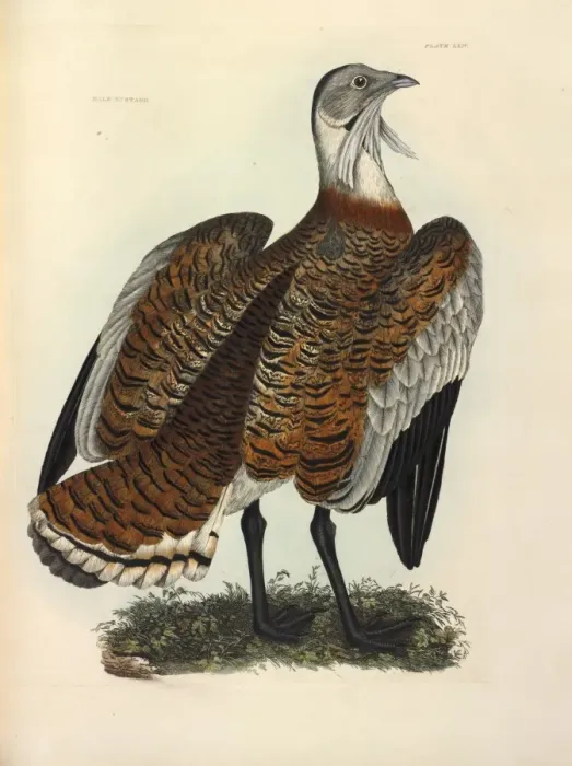 Framed Print : Great Bustard Framed Print : Great Bustard