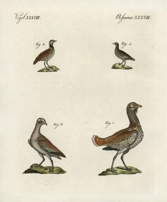 Framed Print : Great bustard and little bustard Framed Print : Great bustard and little bustard