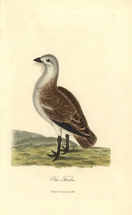 Framed Print : Great bustard, Otis tarda Framed Print : Great bustard, Otis tarda