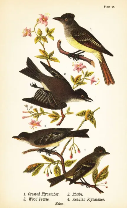 Framed Print : Great crested flycatcher, eastern phoebe, eastern Framed Print : Great crested flycatcher, eastern phoebe, eastern
