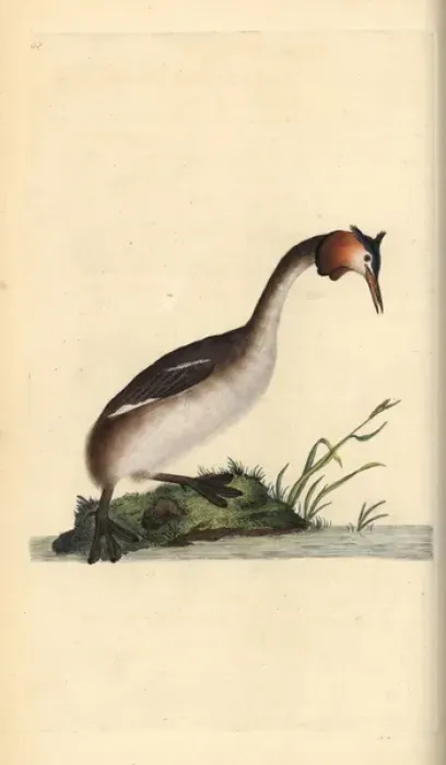 Framed Print : Great crested grebe, Podiceps cristatus Framed Print : Great crested grebe, Podiceps cristatus