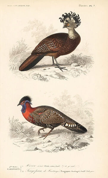 Great curassow (vulnerable) and western tragopan