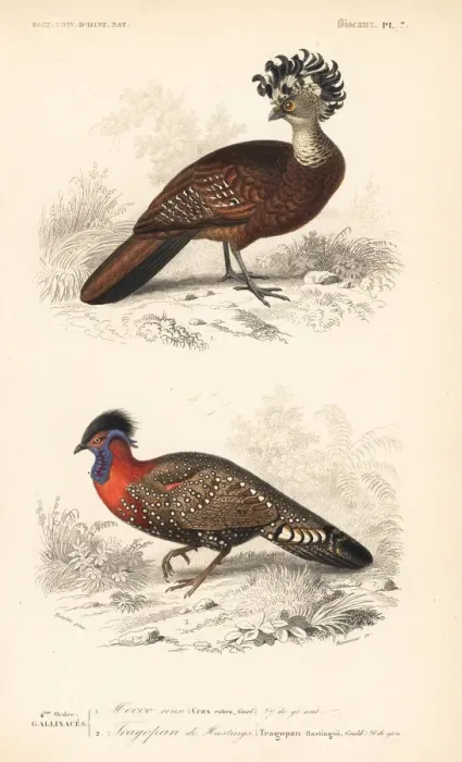 Framed Print : Great curassow (vulnerable) and western tragopan Framed Print : Great curassow (vulnerable) and western tragopan