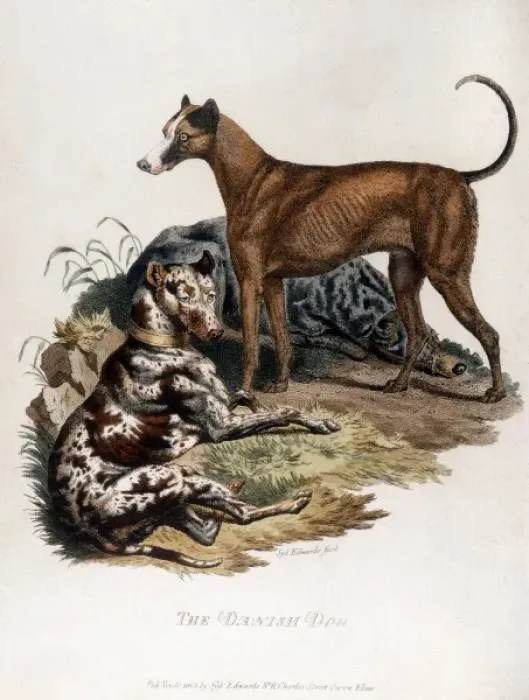 Framed Print : Great Dane 1803 Framed Print : Great Dane 1803