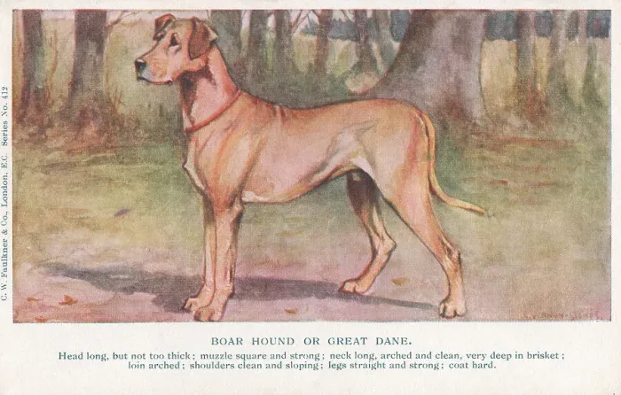 Framed Print : Great Dane Framed Print : Great Dane