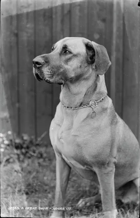 Framed Print : A Great Dane Framed Print : A Great Dane