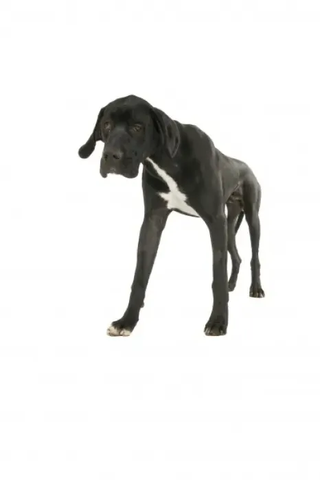 Framed Print : Great Dane Framed Print : Great Dane