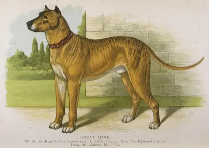 Framed Print : Great Dane (Dalziel) Framed Print : Great Dane (Dalziel)