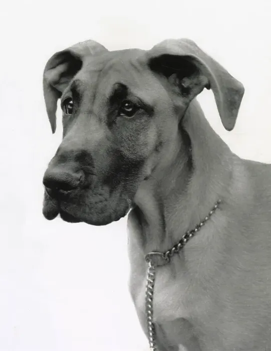 Framed Print : Great Dane dog with chain collar Date: 1950s Framed Print : Great Dane dog with chain collar Date: 1950s