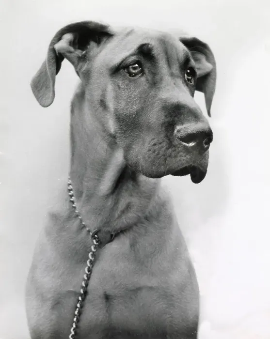 Framed Print : Great Dane dog with chain collar Date: 1950s Framed Print : Great Dane dog with chain collar Date: 1950s