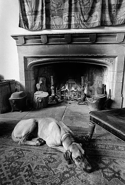 A great dane dog in front of a log fire at Plas Teg